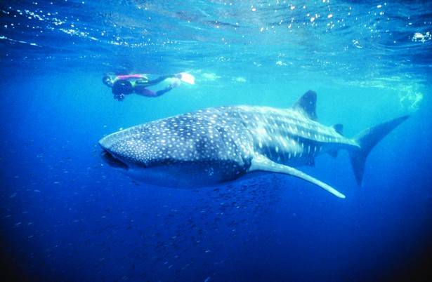Whale Sharks Ningaloo